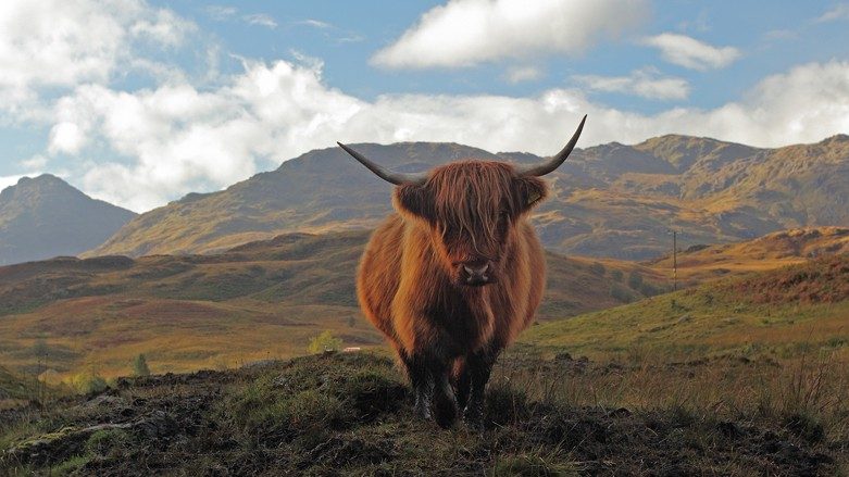 highlands-cattle-1