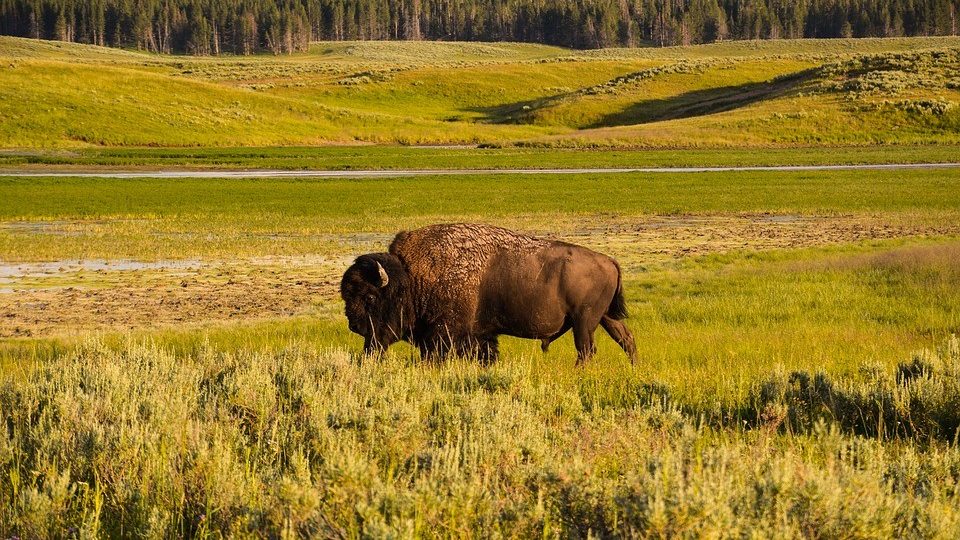 bison-yellowstone-1
